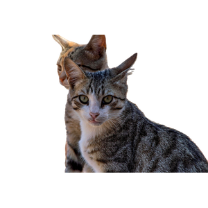 Two Stray Cats Enjoying The Sun In Esmeraldas, Brazil. Outdoor Feline Companions. 13221 - Cat PNG image with transparent background